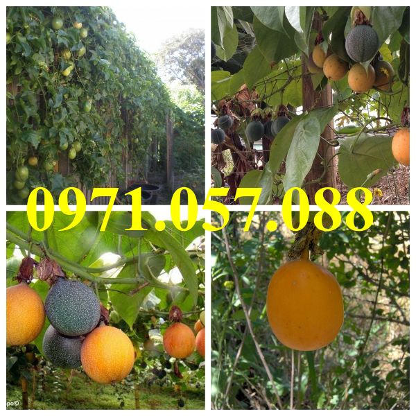 Cây giống chanh leo colombia